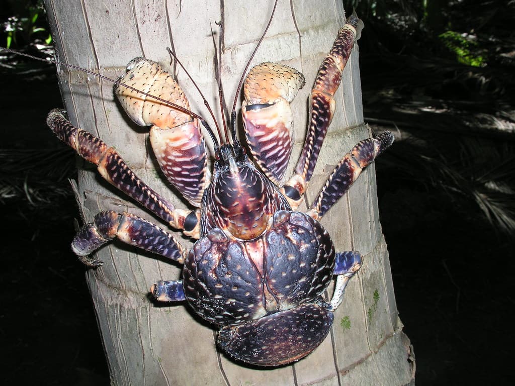 Largest Crab Species