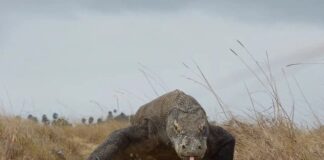 Absolute Domain: 12 Places Where Certain Animal Species Rule