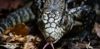 5 Carnivorous Lizards With Forked Tongues