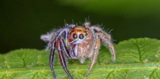 Gynandromorph Animals: 7 Rare Animals With Both Sexual Forms