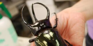 Megabugs: 9 Biggest Beetles In The World