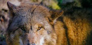 Territorial Behavior: 10 Aggressive Territorial Animals