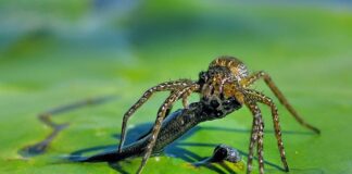 Aquatic Arachnids: 8 Water Spiders That Can Walk On Water