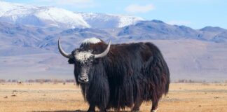 Yak: Large Domesticated Wild Ox In Tibet