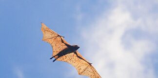 Megabats: 6 Largest Bats Species In The World