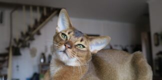 Abyssinian: The Oldest Domestic Cat Breed In The World