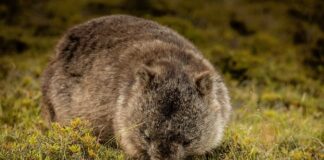 Wombats: Australian Marsupials That Look Like A Bear