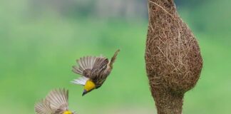 Workaholic Creatures: 8 Hardworking Animals In The Kingdom