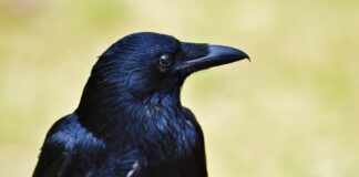 Animal Genius: 7 Smartest Animals