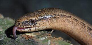 Pygopodidae Family: 7 Interesting Legless Lizards Species