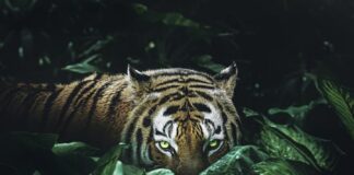 9 Types of Tiger Subspecies That Share The World With Us