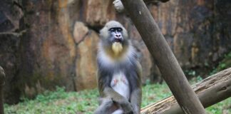 Self-Isolating: Animals That Practice Social Distancing