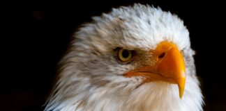 Sharp Vision: 12 Animals With The Best Eyesight