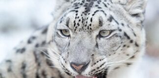 Anti-Social: 10 Solitary Animals That Prefer To Live Alone