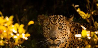 Big Cats: 9 Leopard Subspecies Living Today
