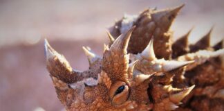 Spiny Animals: 12 Creatures With Prickles On Their Bodies