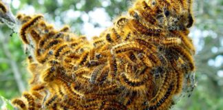 Pest Outbreak: 12 Animal Infestations That Destroy Crops