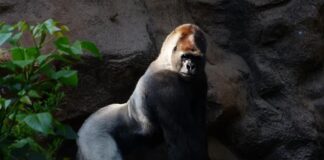 Rarest Gorillas: Things To Know About Silverback Gorillas