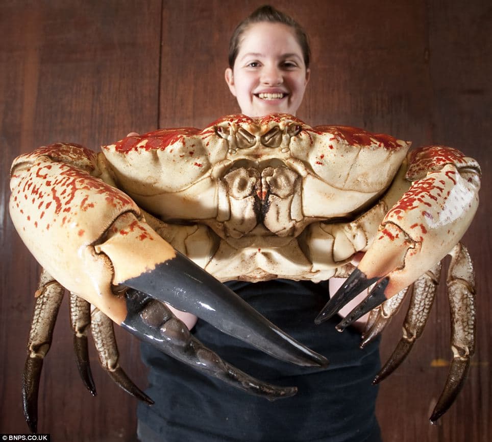 Largest Crab Species