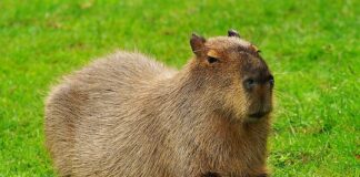 Giant Rodents: 7 Largest Rodents In The World