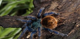 Harmless Crawlies: 10 Docile Tarantulas To Have As Pets