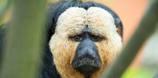 Peculiar Appearance: 10 Weird Looking Monkeys