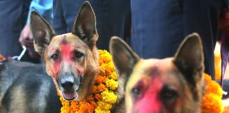 Zoolatry: Sacred Animals People Worship II