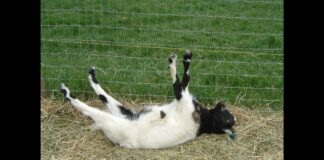 Fainting Goat: The Animal That Freeze From Excitement & Surprise
