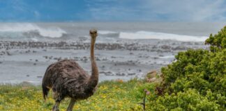 8 Tallest Birds In The Animal Kingdom