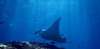 Large Cartilaginous Fish: 10 Biggest Rays & Stingrays