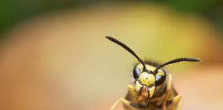 Painful Sting: 10 Most Dangerous Wasps In The World