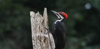 Nature’s Drill: Interesting Facts About Woodpeckers
