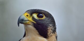 Big Raptors: 10 Largest Falcons In The Bird Kingdom