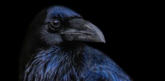 Ravens: The Intelligent Birds With Spooky Dark Sides
