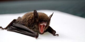 Unpleasant Sight: 14 Ugly Bats That You Won’t Want To See