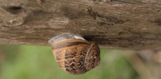 Estivation: 7 Animals That Sleep Through Summer