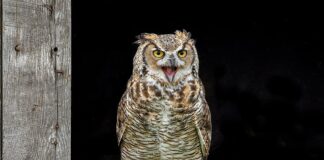 Crepuscular Owls: 7 Owls That Are Active During Twilight Period