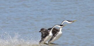 Courtship Rituals: 10 Animals With Cool Methods To Attract Mates