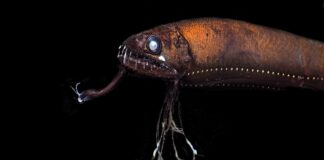 Amazing Night Vision: 7 Animals That Can See In The Dark