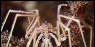 Marine Monsters: 8 Sea Creatures That Look Like They From Sci-Fi Movies