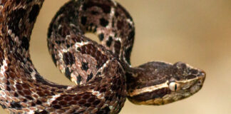 Fer-de-Lance: The Most Dangerous Snake Of Central & South America