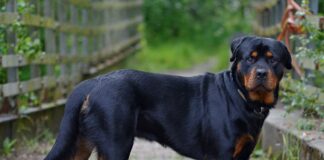 Robust Keepers: 12 Best Guard Dogs