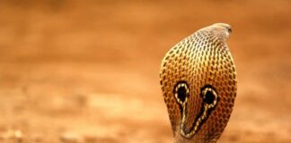 Big Elapidae: 10 Largest Cobras In The World