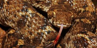 Deadly Serpents: 10 Most Venomous Snakes In Asia
