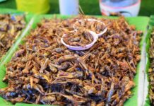 Peculiar Snacks: 10 Edible Bugs People Eat