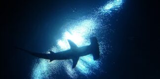 Big Marine Dwellers: 10 Largest Sharks In The Sea