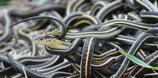 Weird Breeding: 9 Animals With Peculiar Mating Habits