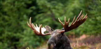 Big & Tall Cervids: 10 World’s Largest Deers