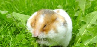 Cheeky Creatures: 7 Animals With Cheek Pouches