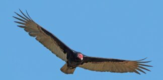 Excellent Scent Detectors: 11 Animals With Strong Sense Of Smell